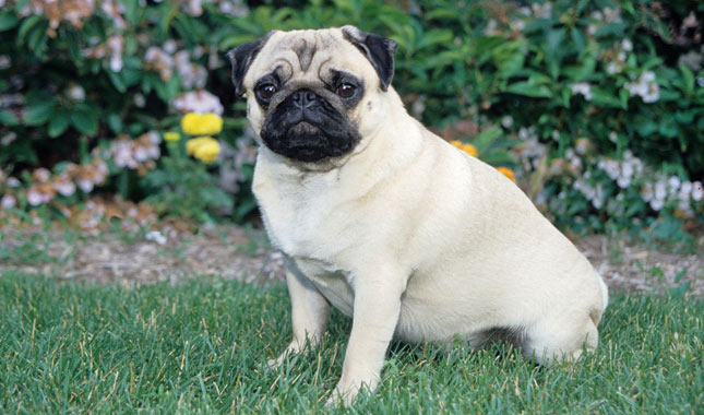 Pug Dog Breed