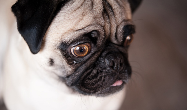 Pug