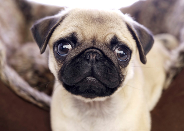 Pug