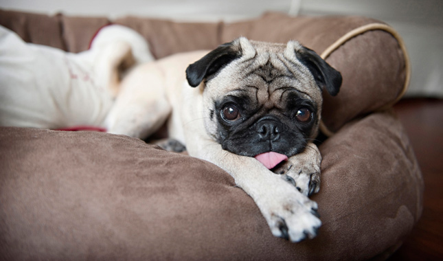 Pug on Sofa