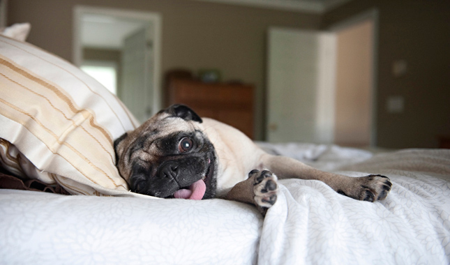 Pug lying on bed with tongue out