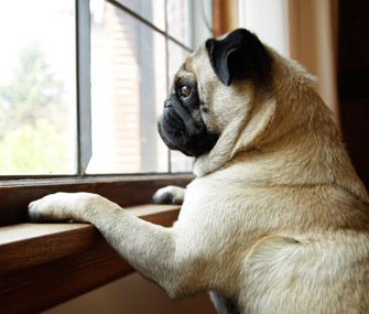 Pug staring out window