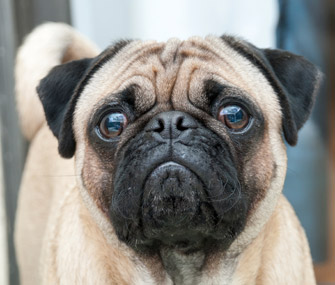 Pugs, Bulldogs, Persians and other wrinkled cats and dogs can suffer from skin fold dermatitis