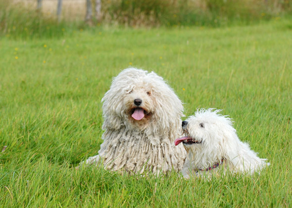 Puli