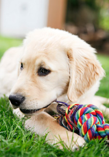 Puppy Chewing