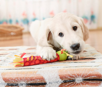 Puppy chewing toy on rug