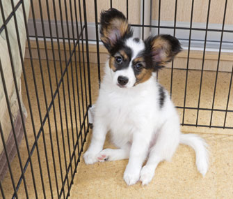 Puppy in a pen