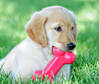 Puppy teething