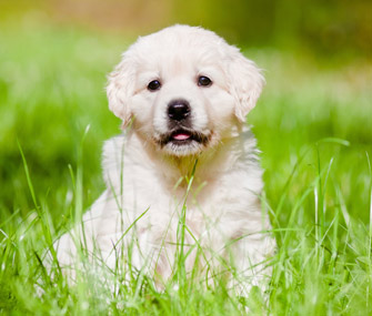 Puppy Basics 101 - How to Care for Your New Dog