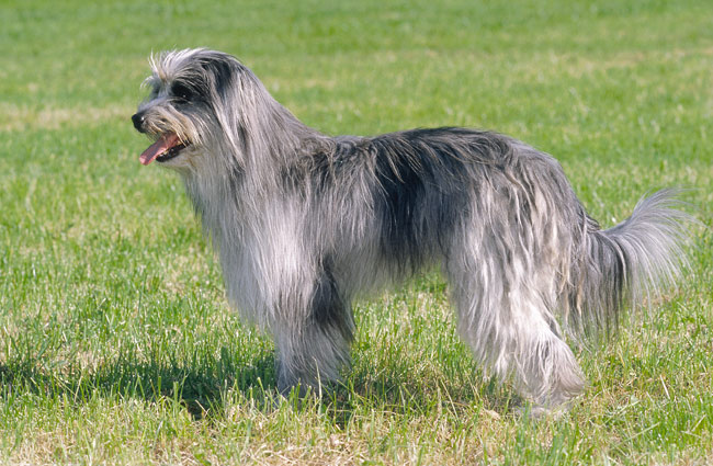 Pyrenean Shepherd
