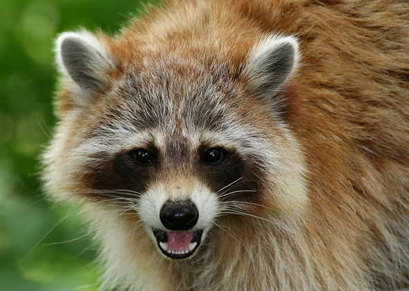 Raccoon