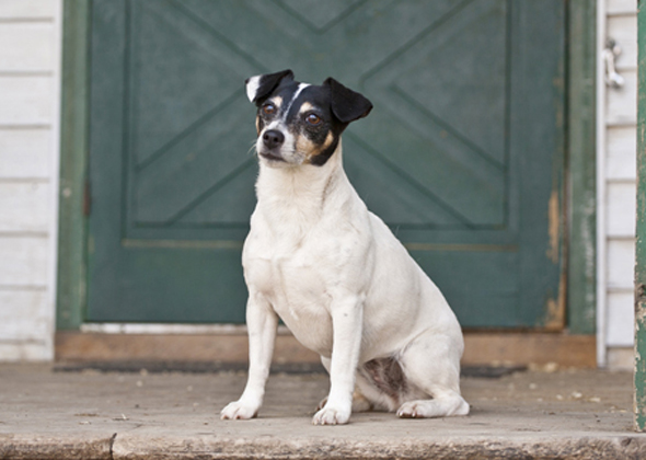 Rat Terrier
