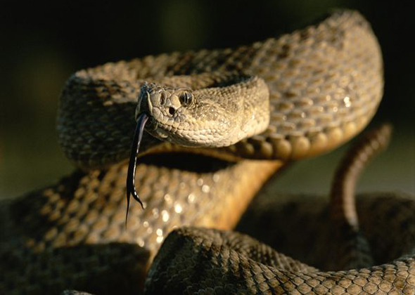 Rattlesnake