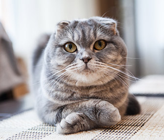 Are You Ready for a Cat?