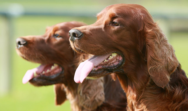 Irish Setter Dog Breed