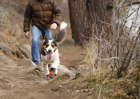 8 Dog Products for Your Next Outdoor Adventure