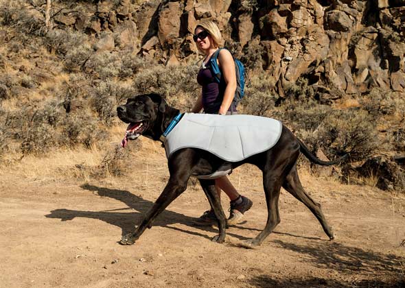Top 10 Dog Products at Global Pet Expo 2013