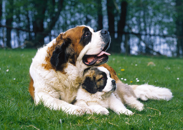 Saint Bernard