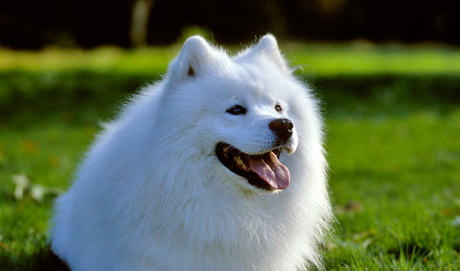 Samoyed Dog Breed