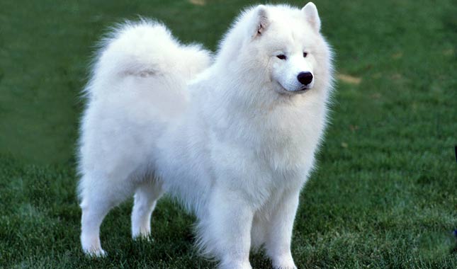 Samoyed Dog Breed