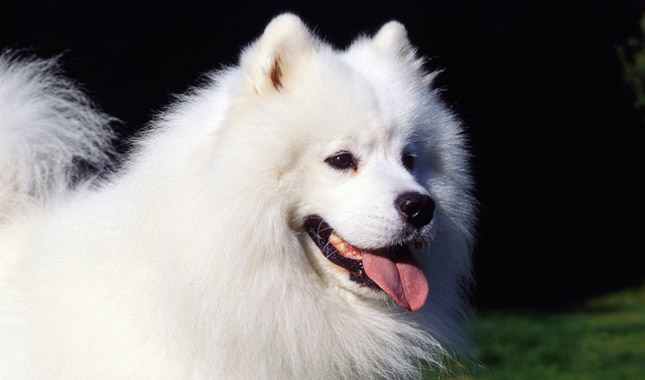 Samoyed Dog Breed