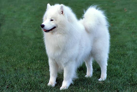 Samoyed Dog Breed