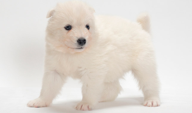 Samoyed Dog Breed