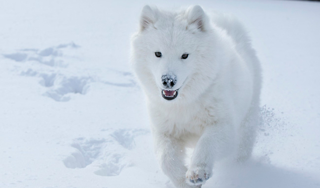 Samoyed