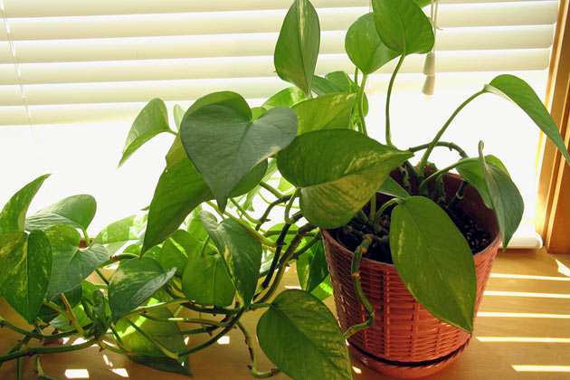 Satin Pothos