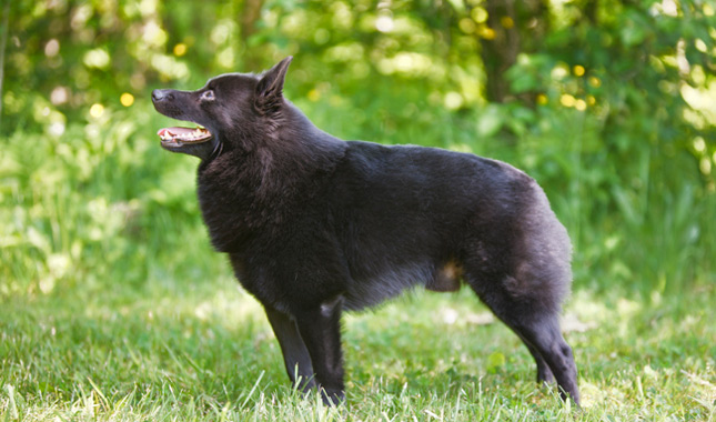 Schipperke Dog Breed
