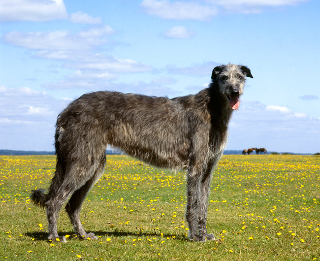 Scottish Deerhound