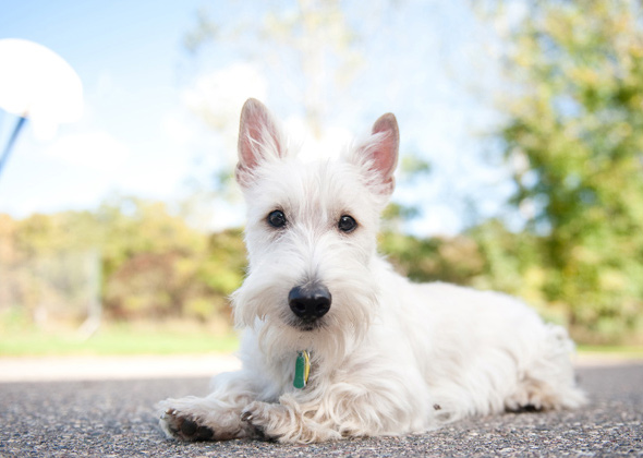 Scottish Terrier