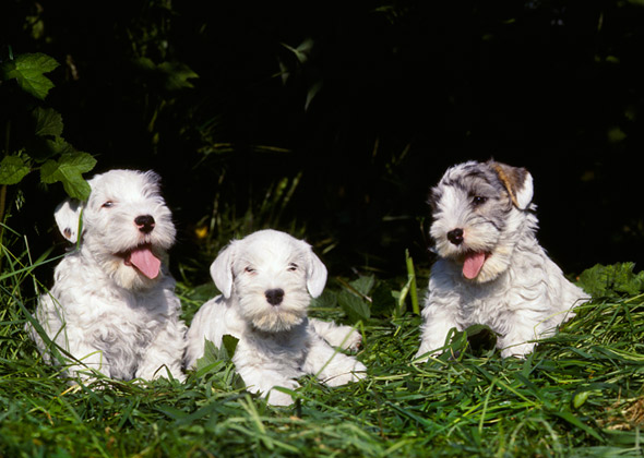 Sealyham Terrier