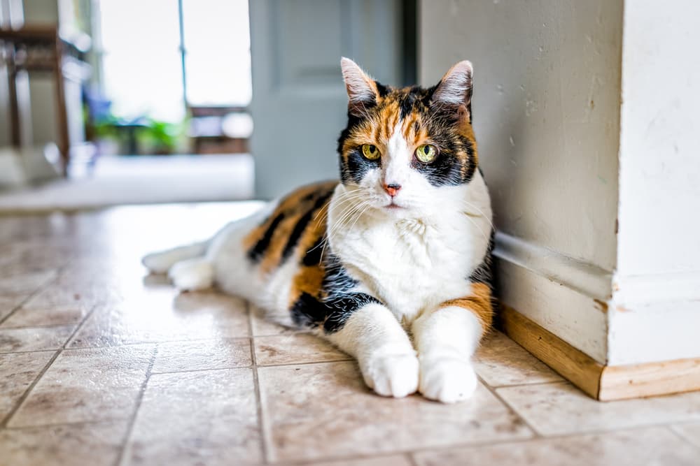 7 Best Senior Cat Litter Boxes in 2025