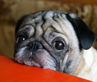 Senior Pug