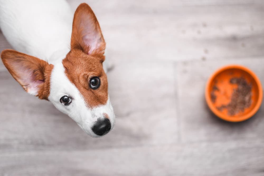 Sensitive Stomach Dog Foods For Improved Digestion