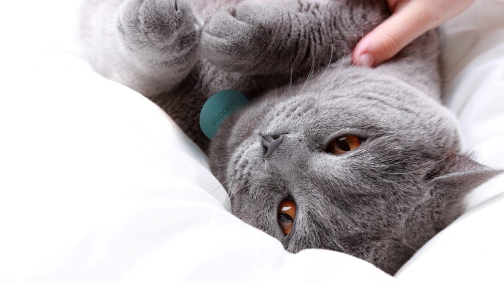 cat GPS tracking device