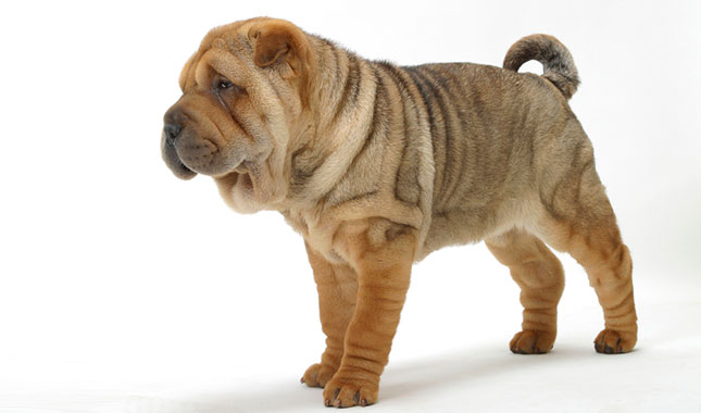 Chinese Shar-Pei Dog Breed