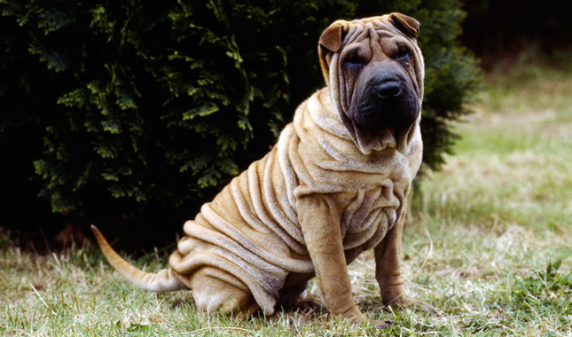 Shar-Pei