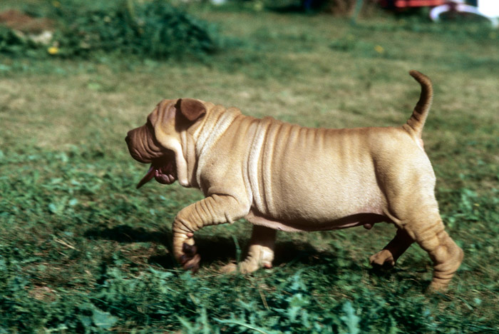 Shar-Pei Puppy Running in Grass