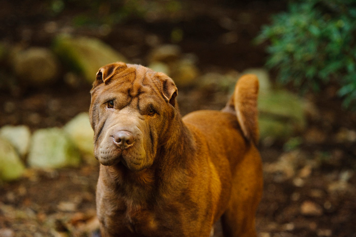 Brown Shar-Pei Outdoors