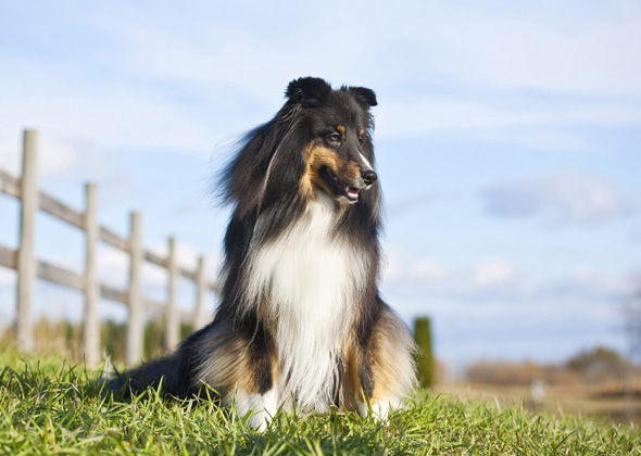 Shetland Sheepdog