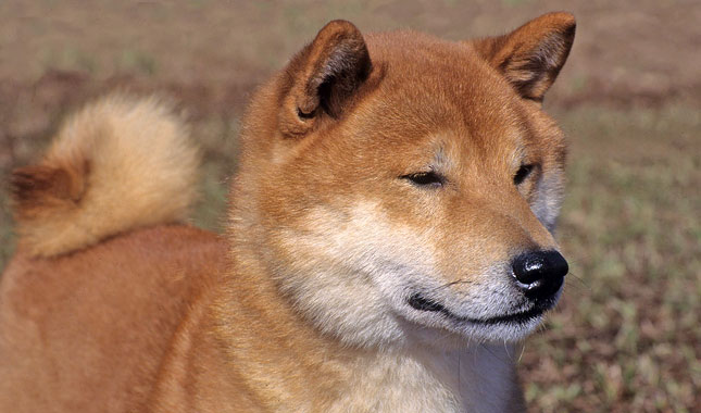 Shiba Inu Dog Breed