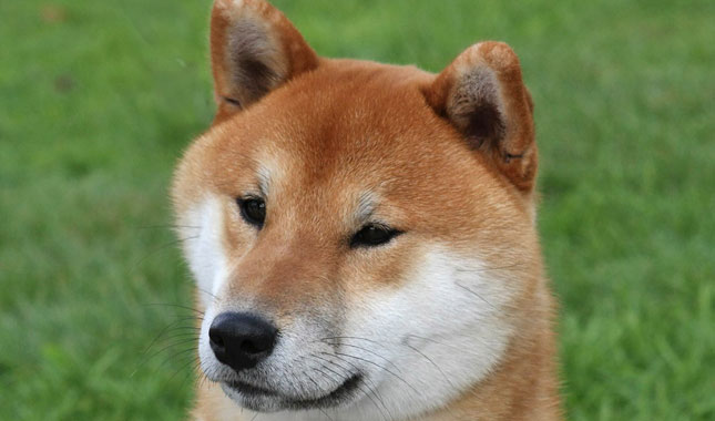 Shiba Inu Dog Breed