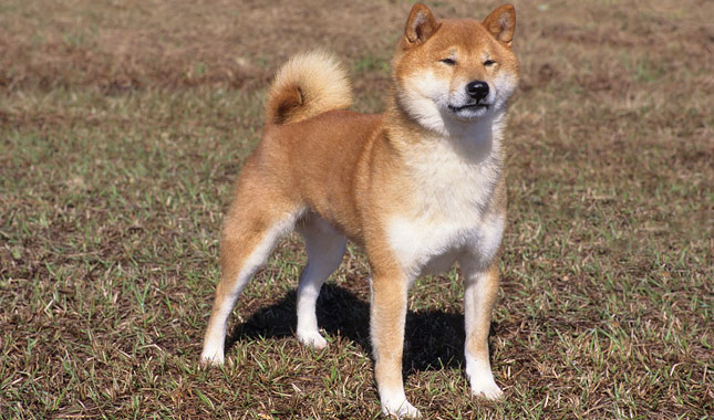 Shiba Inu Dog Breed