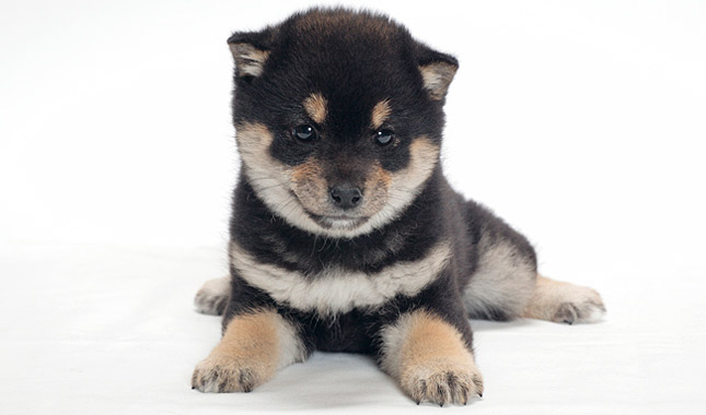 Shiba Inu Dog Breed