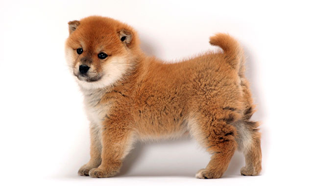 Shiba Inu Dog Breed