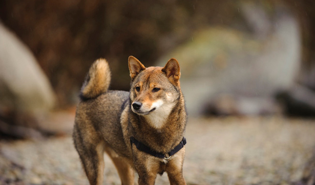 Shiba Inu