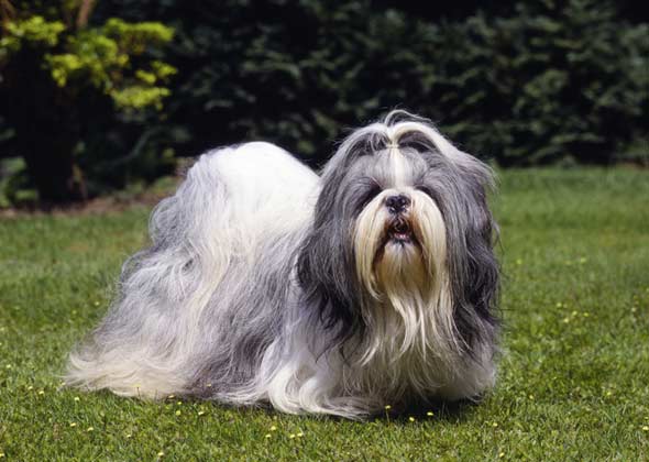 Shih Tzu