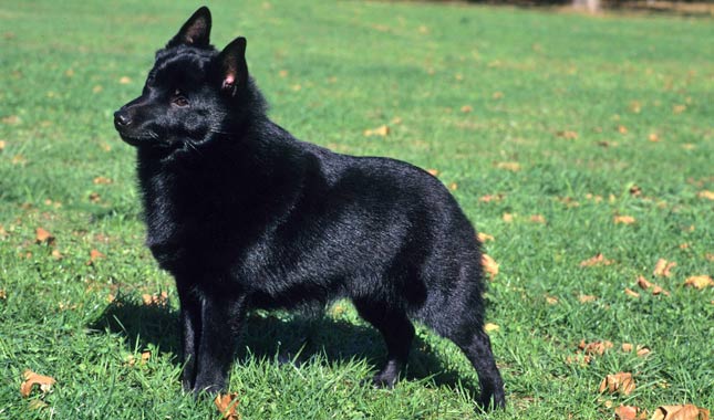 Schipperke Dog Breed